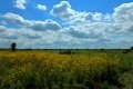 D85_1528a