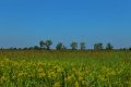D85_1531a