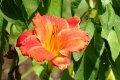 DSC09729