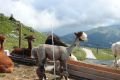Ital_sm192