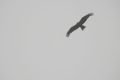 Ital_sm195