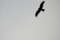 Ital_sm216