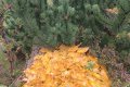 IMG20251011101815