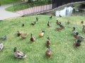 SAMSUNG CAMERA PICTURES