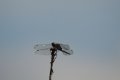 zaw_sm-11