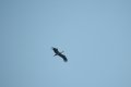 zaw_sm-21