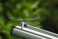 zaw_sm-57