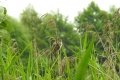 zaw_sm-81