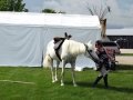 DSC00660