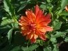 dsc04237s_0