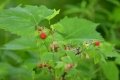 D85_4247