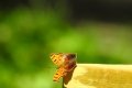 DSCN7167