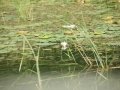 20130819_151142_8583