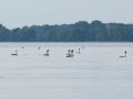 20130818_174453_8443_1