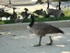 img_0847s
