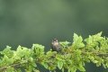D85_5162