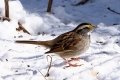 DZ8_0718
