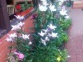 IMG_20170724_182401