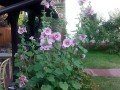 IMG_20170724_182411