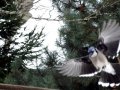 DSC02544