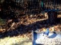 DSC05266