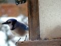 DSC05515