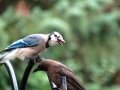 DSC07336