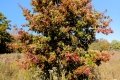 D85_1620z-nefa