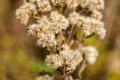 D85_1622z-nefa