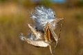 D85_1626z-nefa