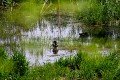 DZ8_3109a