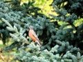 DSC01515