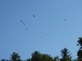 DSC00275
