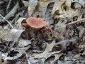 DSC00393