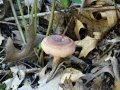 DSC00396