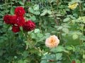 DSC04499