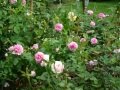 DSC04470