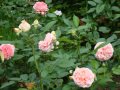 DSC04477