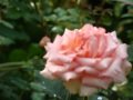 DSC04480