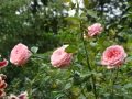 DSC04481