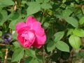 DSC04483