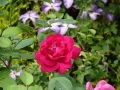 DSC04484