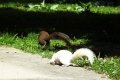 DSCN0334