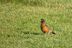 DSC09009