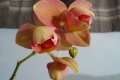 DSC08503