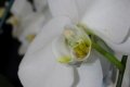 DSC08506