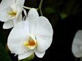 DSC04641