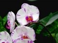 DSC04644