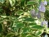 dsc04493s
