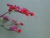 dsc04354s